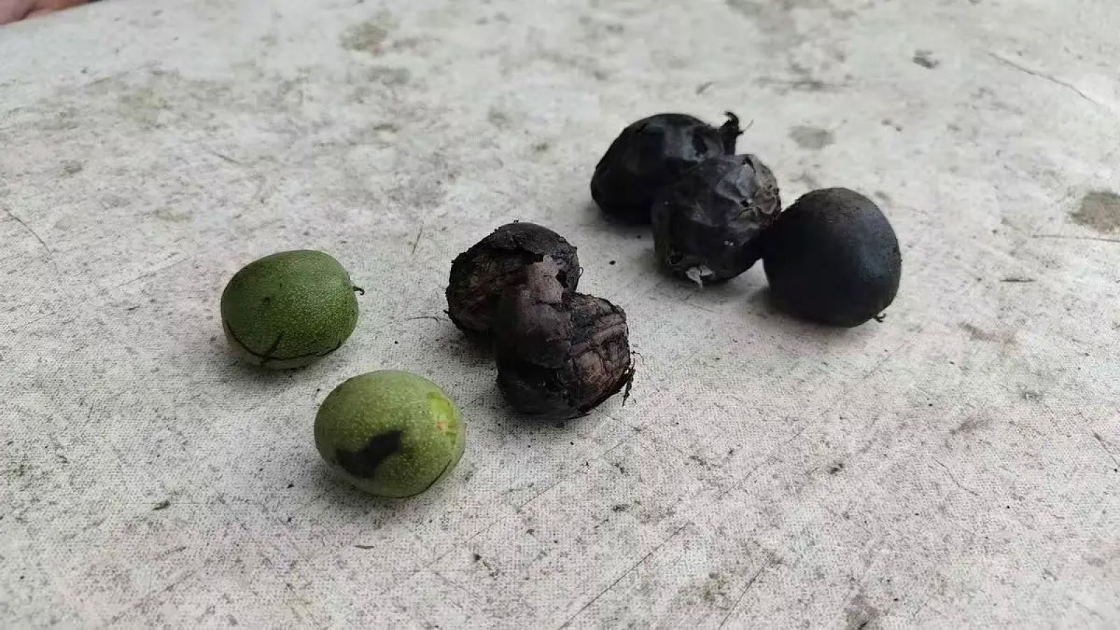 Busca Sidrerías en el País Vasco. Sidrerias.ws